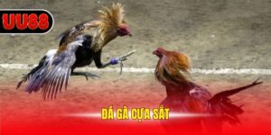 Đá Gà Cựa Sắt Trực Tiếp Và 3 Mẹo Chơi Đá Gà Luôn Thắng