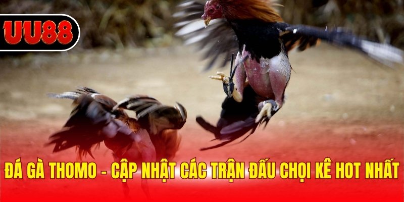 Đá Gà Thomo - Cập Nhật Các Trận Đấu Chọi Kê Hot Nhất