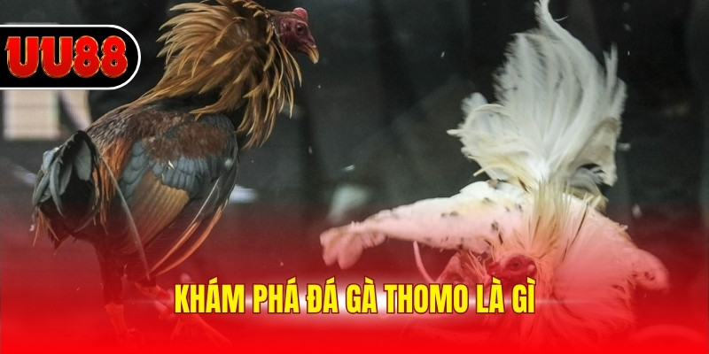 Khám phá đá gà Thomo là gì