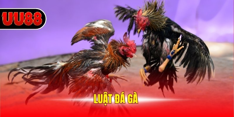 Luật Đá Gà - Cập Nhật Chi Tiết Các Quy Định Mới Nhất 2025