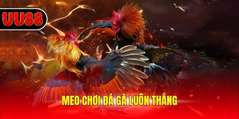 Meo chơi đá gà luôn thắng