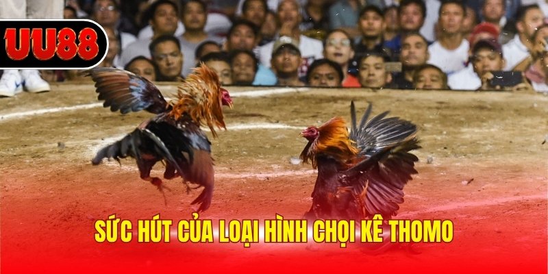 Sức hút của loại hình chọi kê Thomo